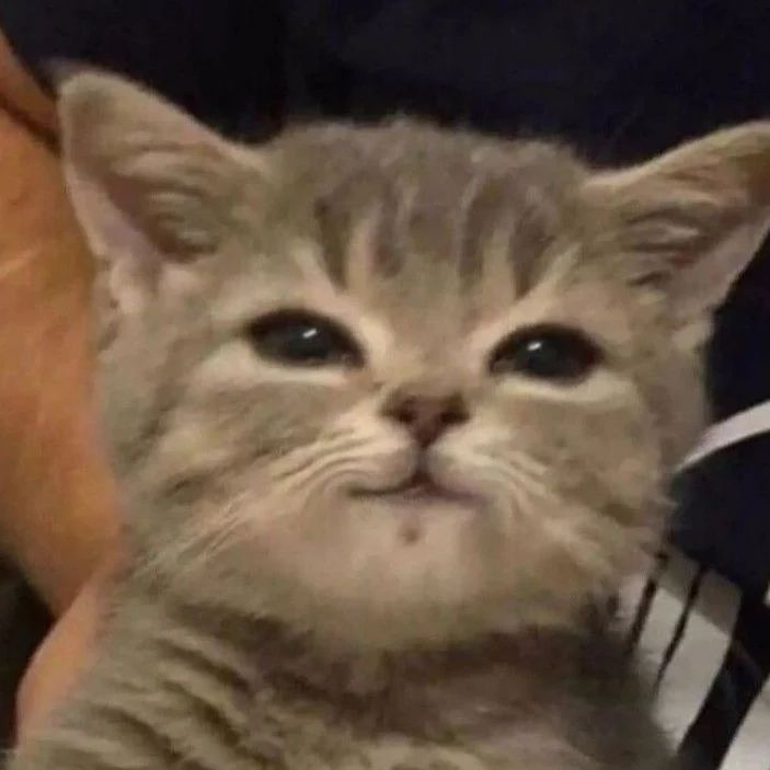 Punch Cat tweet media