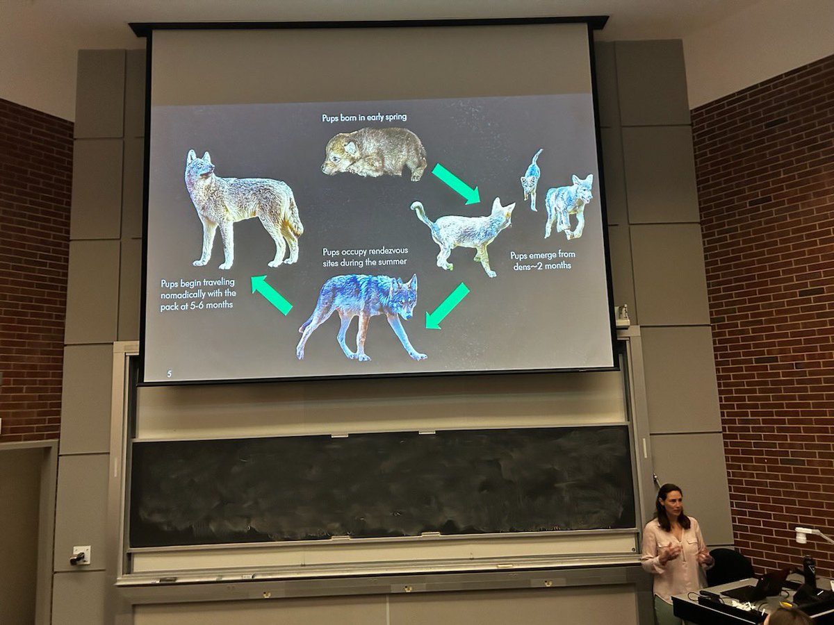 Sylvain Giroud (@sylvaingiroud) on Twitter photo NMU Master's candidate in Dr. Bruggink's wildlife lab, Andrea Hynes, successfully defended her thesis today on Patterns in Gray Wolf Pup Survival and Recruitment in Northern Minnesota <a href="/BioNMU/">BioNMU</a> <a href="/NorthernMichU/">Northern Michigan University</a> NMU Master's candidate in Dr. Bruggink's wildlife lab, Andrea Hynes, successfully defended her thesis today on Patterns in Gray Wolf Pup Survival and Recruitment in Northern Minnesota <a href="/BioNMU/">BioNMU</a> <a href="/NorthernMichU/">Northern Michigan University</a>