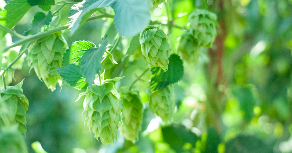 km_craftbeer's tweet photo. The New Nobles: Michigan Hops https://t.co/rrBEgtB0pg https://t.co/5gimWuDerH
