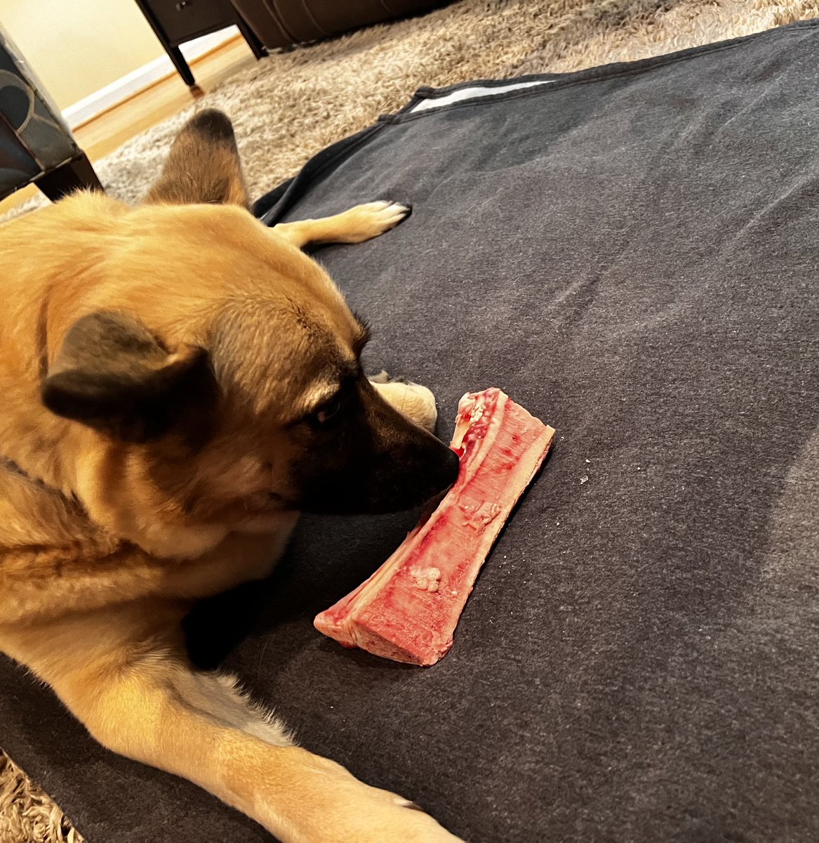 RobinLovesNCSU's tweet photo. Make Dogs Healthy Again #MDHA

After reading an article about how healthy marrow bones are for dogs, I bought our sweet girl some at Baldwin Beef this week. I finally had to take it away after two hours. She couldn’t get enough.  I’ll let her finish it tomorrow. https://t.co/ubUHcvzeWz