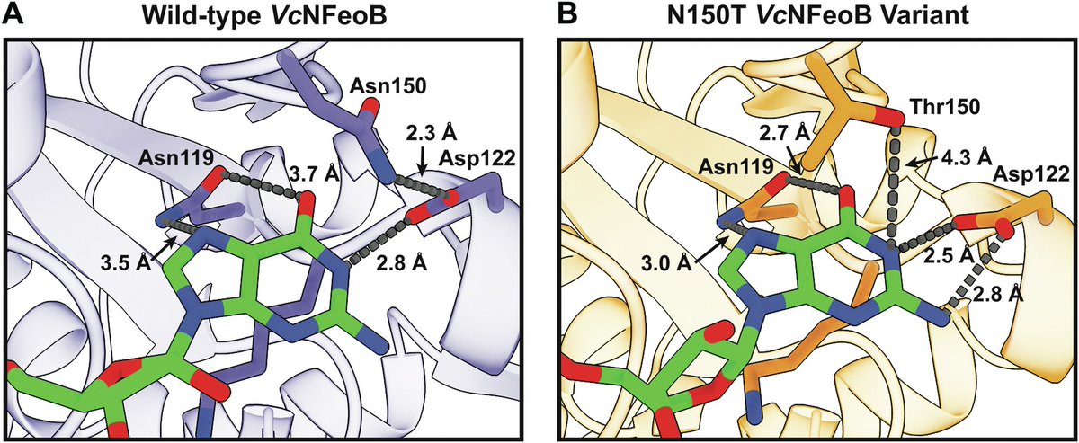 Really happy to share the final version of my first FIRST author paper, published in <a href="/jbiolchem/">Journal of Biological Chemistry</a>, and presented earlier at DiscoverBMB! Here, we explored the differences between GTP-strict and NTP-promiscuous FeoBs using V. cholerae as a model.

jbc.org/article/S0021-…