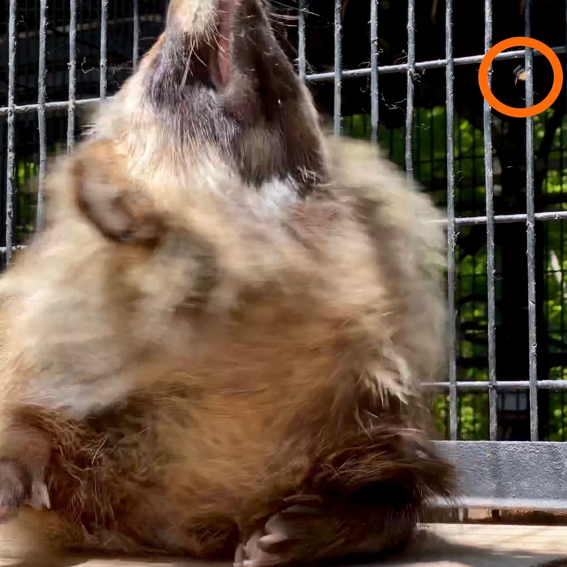 Daily Tanuki Bot (@dailytanuki) on Twitter photo 