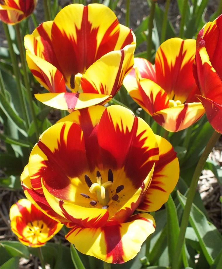 VanEngelenBulbs's tweet image. Amidst all of the flashy red- and yellow-flamed attention-seekers, Triumph Tulip Helmar stands out because of its impeccable form and stature. Rembrandt would have loved it. vanengelen.com/flower-bulbs-i… #tulips #helmar #redandyellow