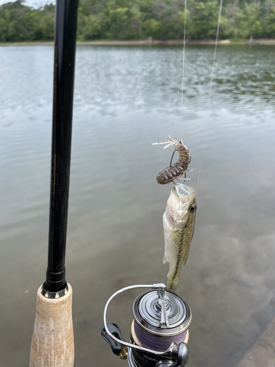 Raid_cha's tweet image. 朝活終了☀️

曇り☁️がいい感じです♪

5㌢  &amp;amp;   50㌢ でフィニッシュ‼️

秋🍂の感じで，魚🐟散ったな😔

きのこ発見💡🍄