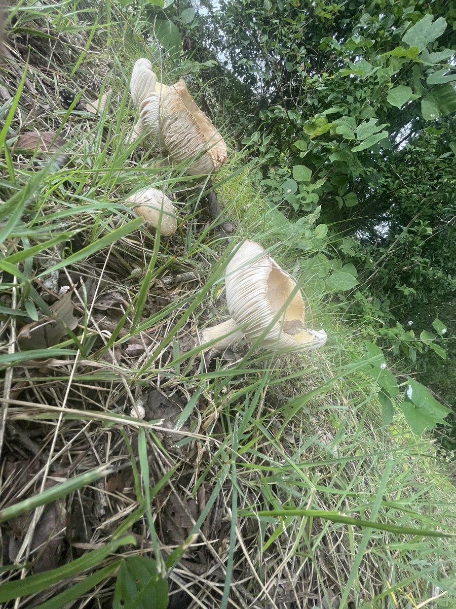 Raid_cha's tweet image. 朝活終了☀️

曇り☁️がいい感じです♪

5㌢  &amp;amp;   50㌢ でフィニッシュ‼️

秋🍂の感じで，魚🐟散ったな😔

きのこ発見💡🍄