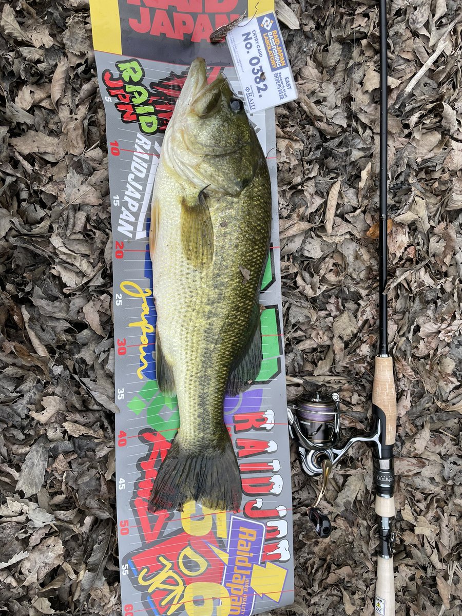 Raid_cha's tweet image. 朝活終了☀️

曇り☁️がいい感じです♪

5㌢  &amp;amp;   50㌢ でフィニッシュ‼️

秋🍂の感じで，魚🐟散ったな😔

きのこ発見💡🍄