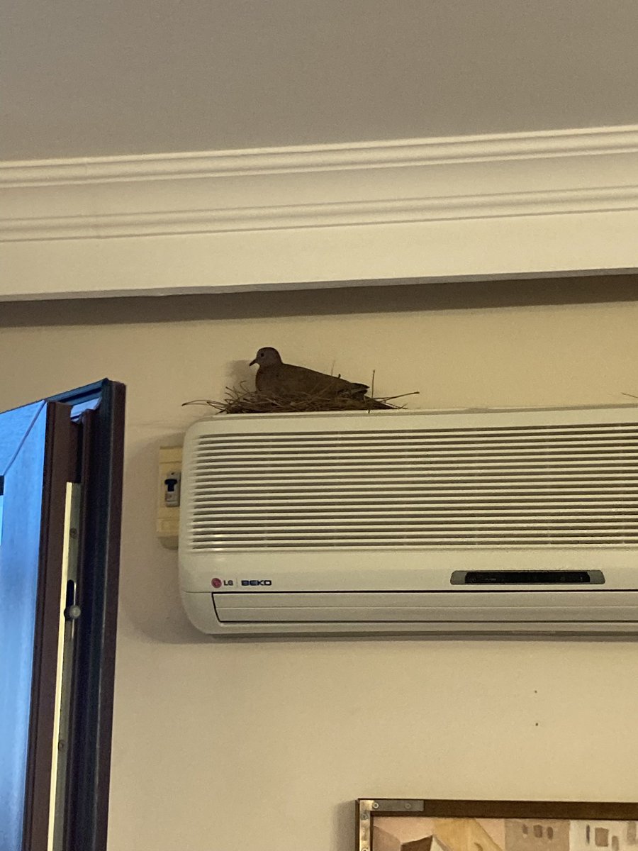 Abdullah Bebeto (@aslicico) on Twitter photo 