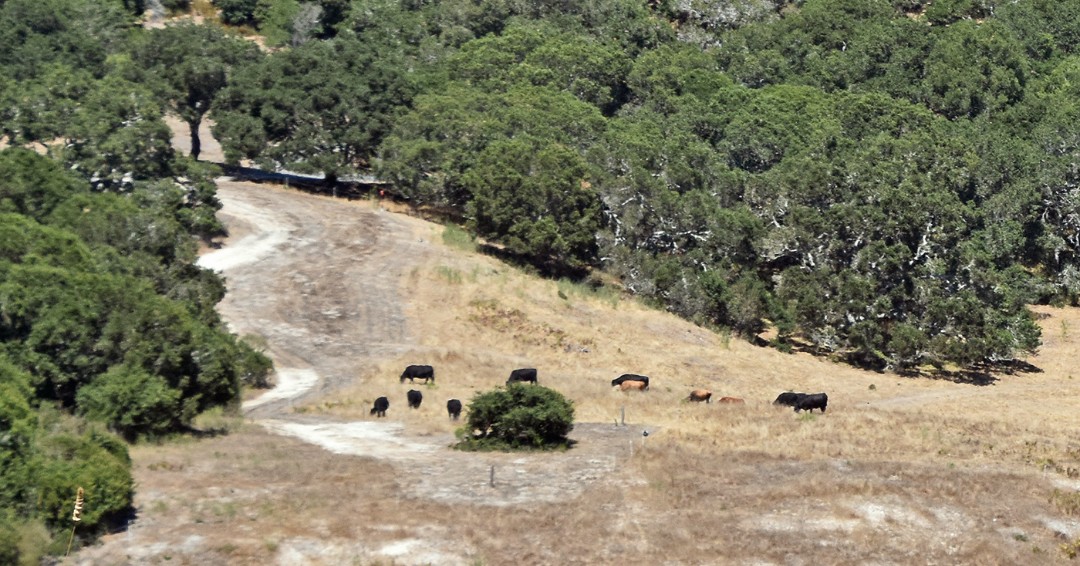 Santa Lucia Conservancy tweet media