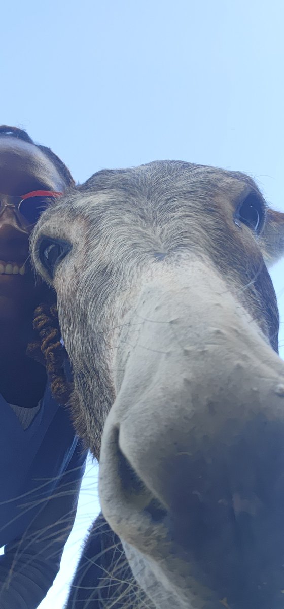 Dr. Sweat Rice & Pear, DVM tweet media