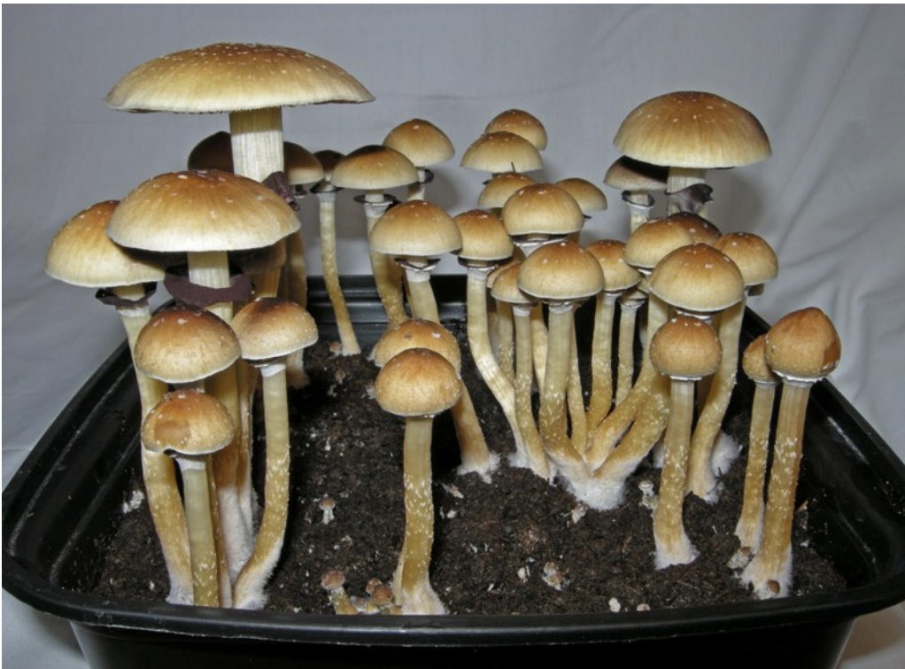 DannyDanko tweet media