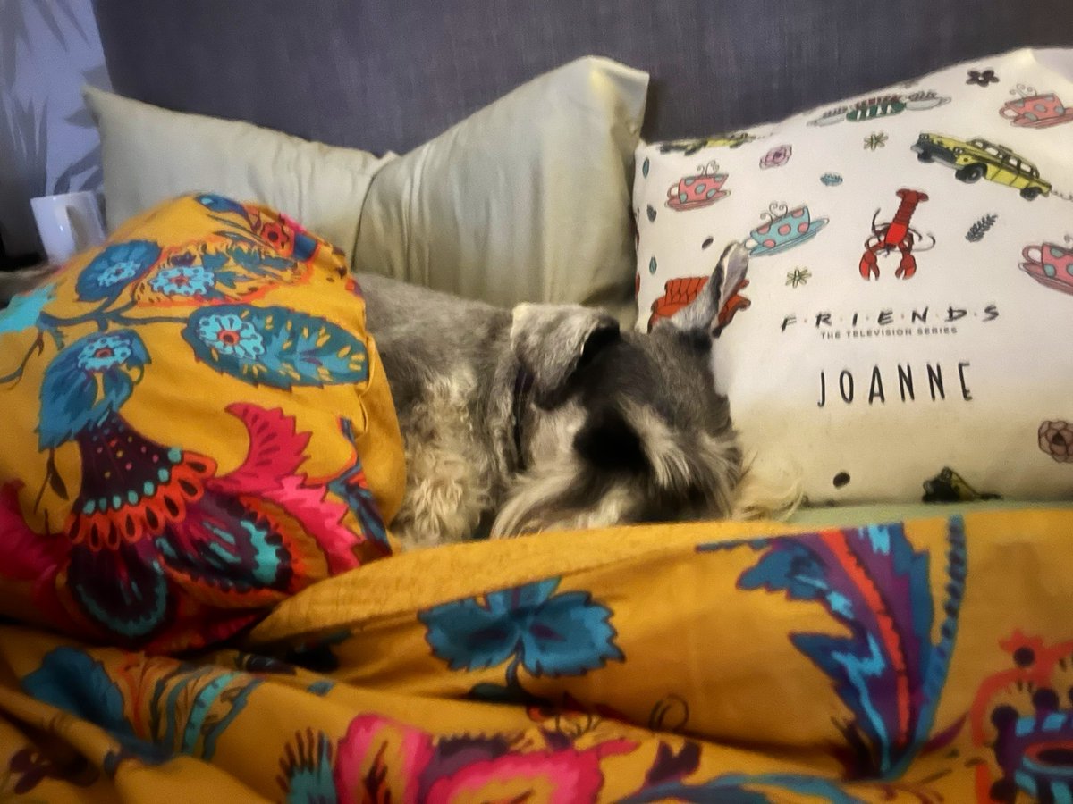 🇬🇧🐾Sherlock & Mycroft The Miniature Schnauzers tweet media