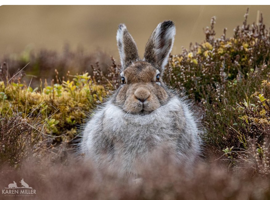 Anthony Baxter | Filmmaker tweet media