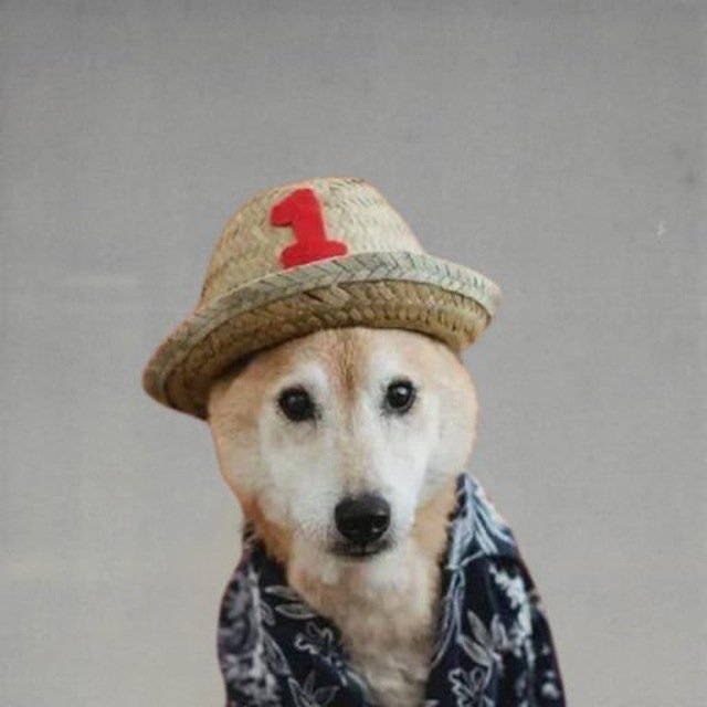 JCB_001's tweet image. $wan wan wan...