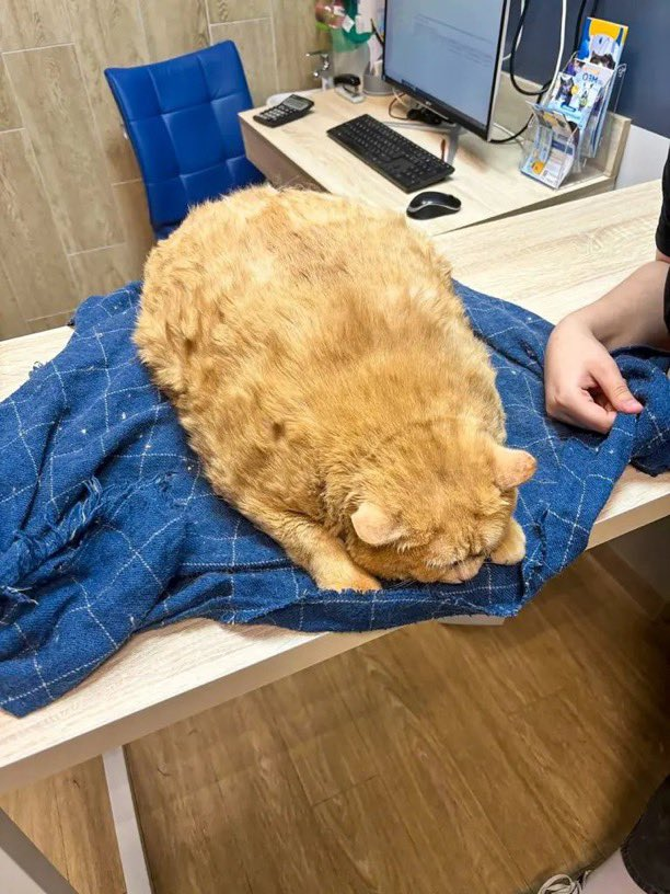 elcancillercom's tweet photo. [AHORA] En Rusia, rescataron a un gato de 17 kilos del sótano de un hospital: se alimentaba "a base de galletas y sopa". 😳 https://t.co/PkiCaWPynM