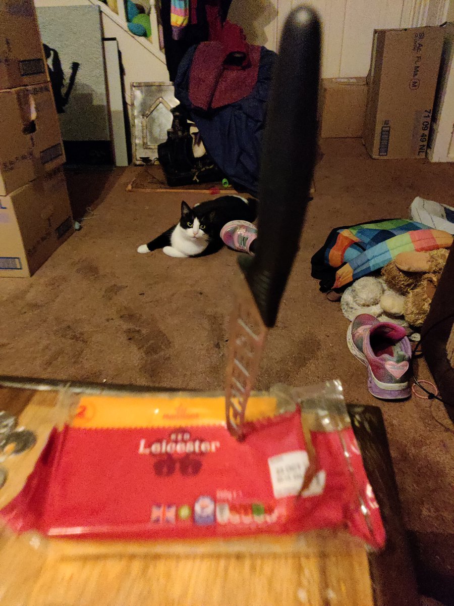 I hate it when she does this.  And clearly the cat does, too!