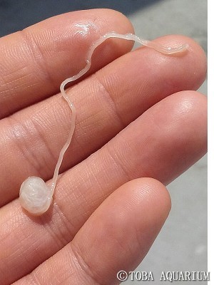 出ちゃった❤((