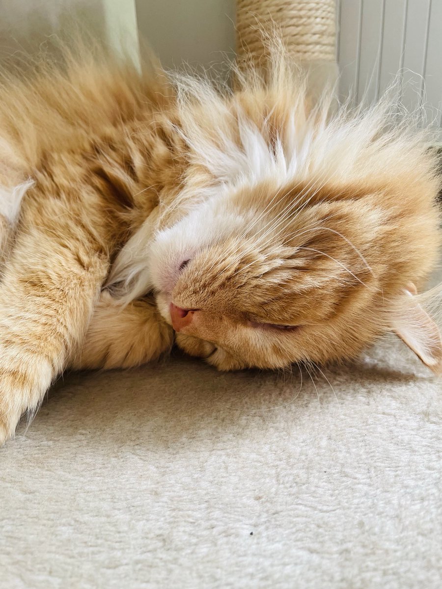 寝相が悪いねこ😁