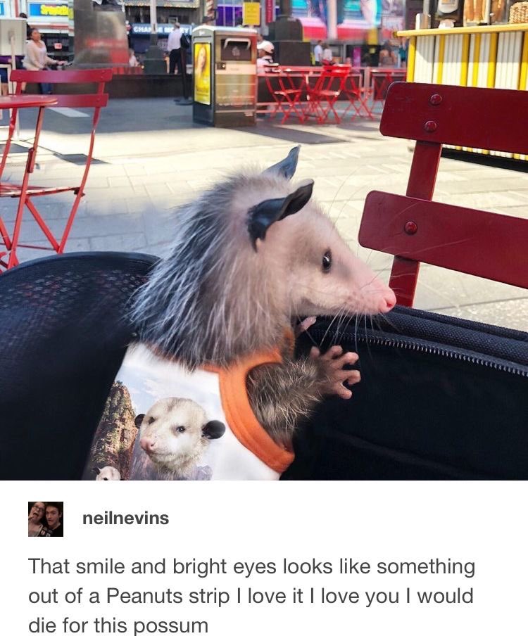 Loki's Squirrel ✝️ tweet media