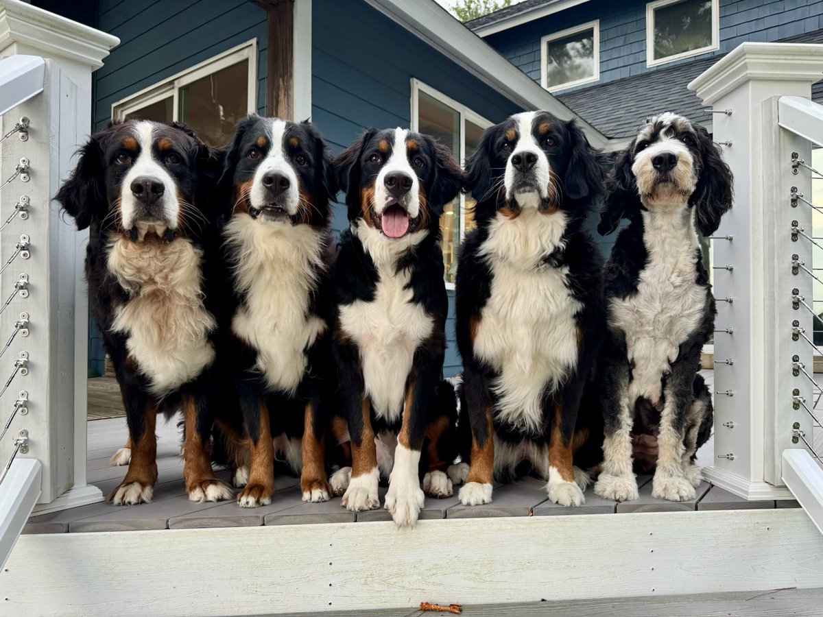 Southern_Dream_Bernedoodles tweet media