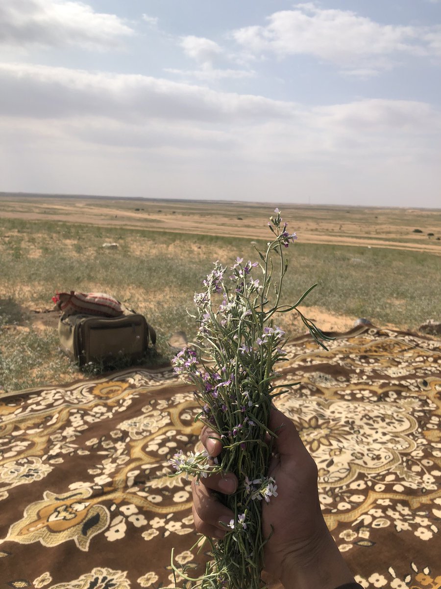 salmanalgo's tweet photo. طرى لي وأنا في خايعٍ حفته الأزهار
اسولف به لنفسي وعلى الطير حين وحين
#الارطاوية https://t.co/71i0xtJAzr