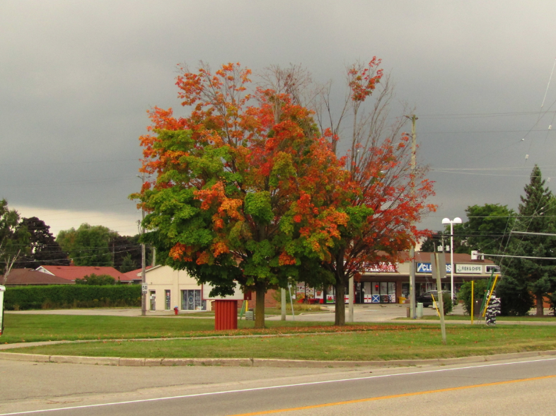 ScottReaBrooks1's tweet photo. Adding a bit of colour to a rather grey day π - #ActonON @_HaltonHills https://t.co/x1f2RyMyzs