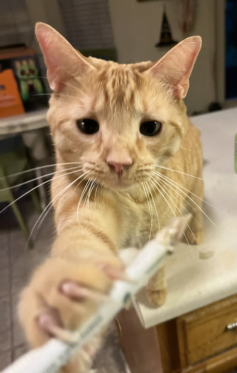 Photini1967's tweet image. My cat Dobby (a girl) playing with a straw. #AdoptDontShop #orangetabby