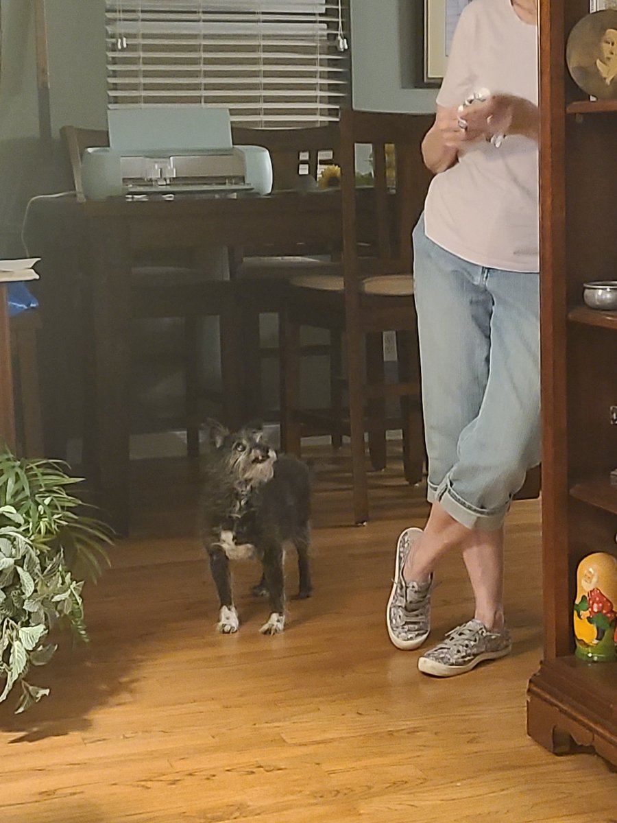 Agatha Christie is waiting on her grandmother to drop food. The look of love and longing on her face. ☺️