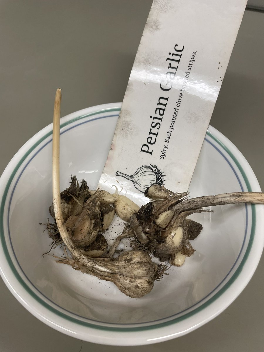 Wexford Collegiate School for the Arts (@wexfordcsa) on Twitter photo The hummus @wexforcsa breakfast program is made with garlic harvested from our very own Wexford gardens. The crop wasnât big, but itâs powerful and tasty! <a href="/danielrocchi67/">Daniel Rocchi</a> <a href="/neethanshan/">Neethan Shan</a> <a href="/nandanee_sawh/">Nandanee Sawh</a> <a href="/RenaCesare/">Rena DeCesare</a> The hummus @wexforcsa breakfast program is made with garlic harvested from our very own Wexford gardens. The crop wasnât big, but itâs powerful and tasty! <a href="/danielrocchi67/">Daniel Rocchi</a> <a href="/neethanshan/">Neethan Shan</a> <a href="/nandanee_sawh/">Nandanee Sawh</a> <a href="/RenaCesare/">Rena DeCesare</a>