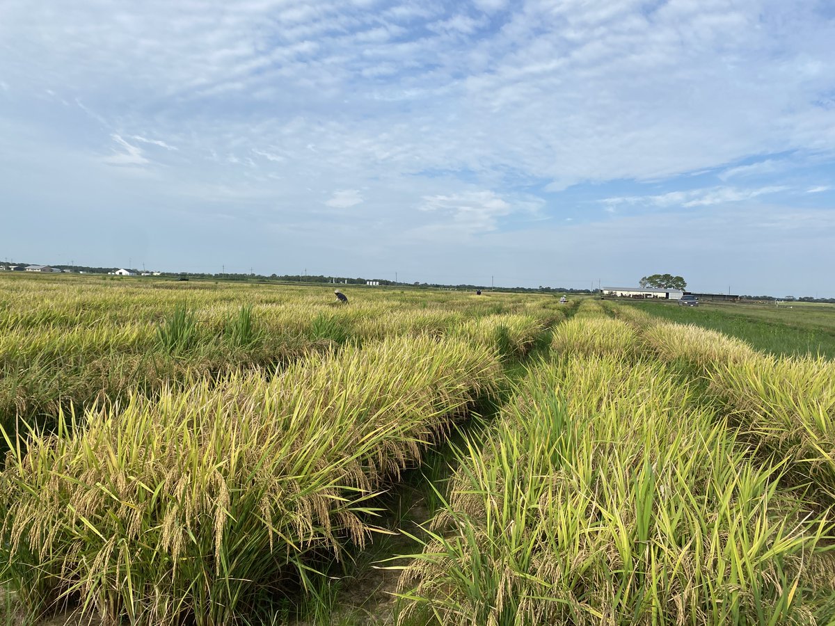 Gurjeet_AgSci's tweet photo. #ResearchUpdate2024 πΊπΈ
Despite the heavy rain, we had two clear days this week and managed to collect #Rice panicles and harvest ~750 plots #AdvancedYieldTrial @ Beaumont Research Station @txresearch @AgriLife @TAMU
Grateful to our awesome #RiceTeam
#RiceBreeding
#Agriculture https://t.co/1SFHzB7ovp