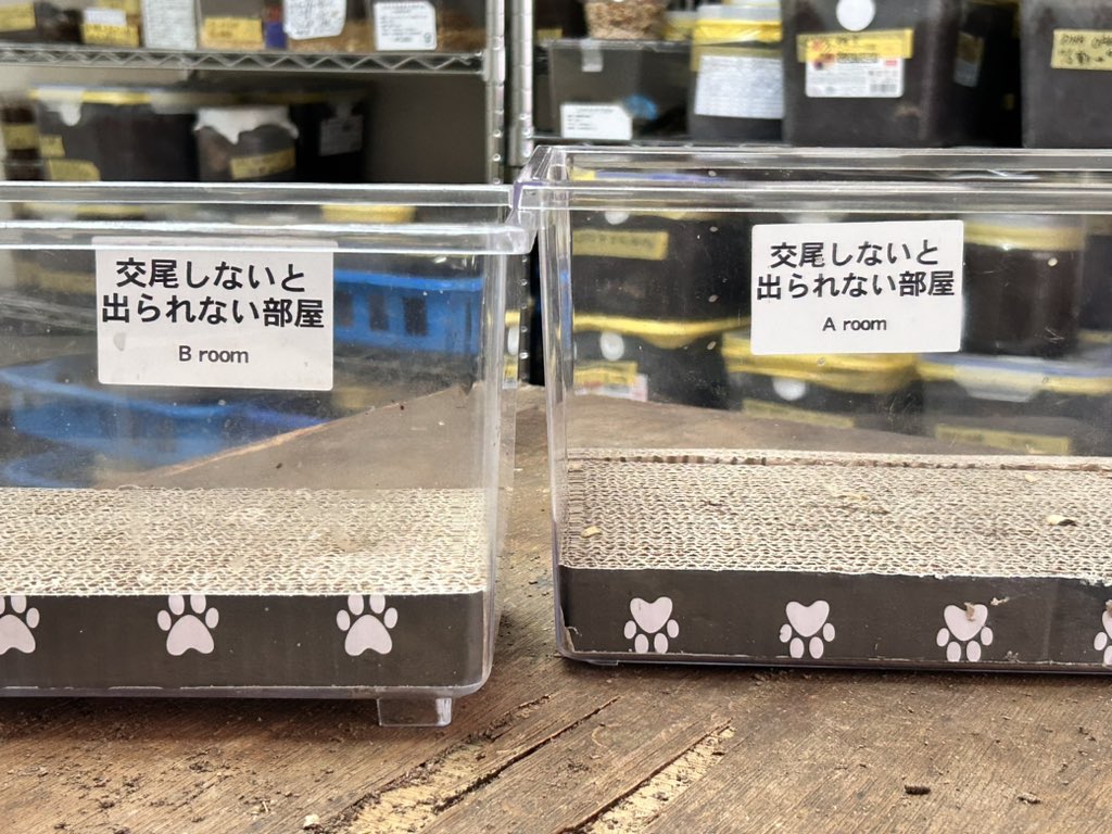 gon_kuwakabu's tweet photo. ✌️ https://t.co/6gwJrDBhNH