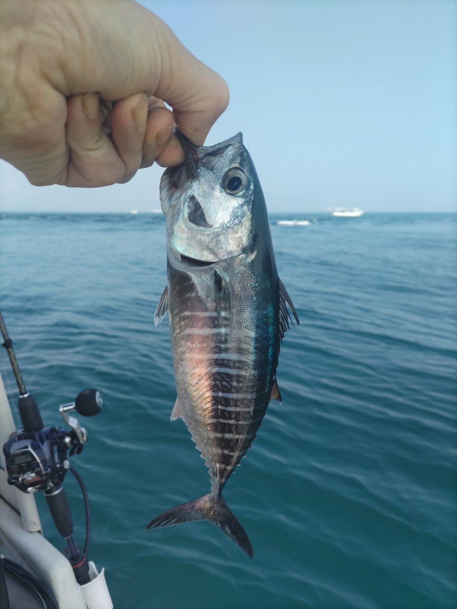 加太にてメジマグロらしき物が釣れる。