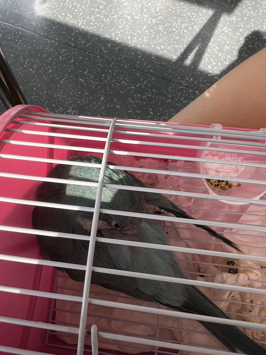 在搭區間🚗
對面有小孩子 一直注意到我手上的鸚鵡
牠肚子餓在咬衛生紙
鸚鵡好可愛 他想養
後來他媽媽跟他說
你要像姊姊一樣，愛牠才能養

#帶寵物總是被小孩子盯上🙂 https://t.co/9E9xGtxyBo