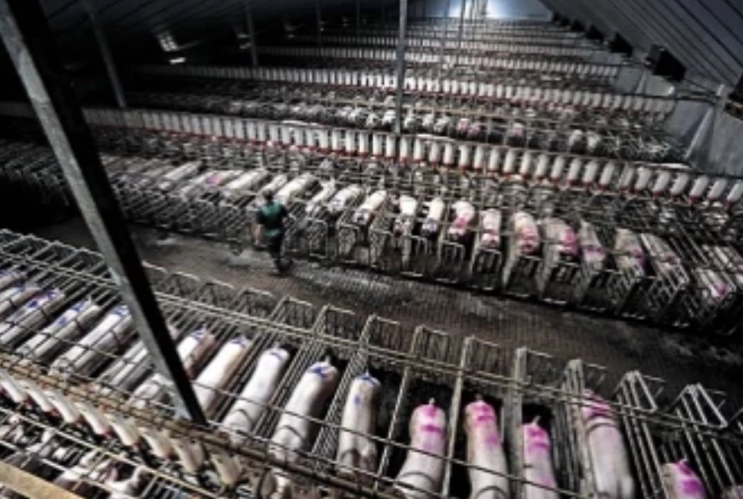 Sjoerd vd Wouw tweet media