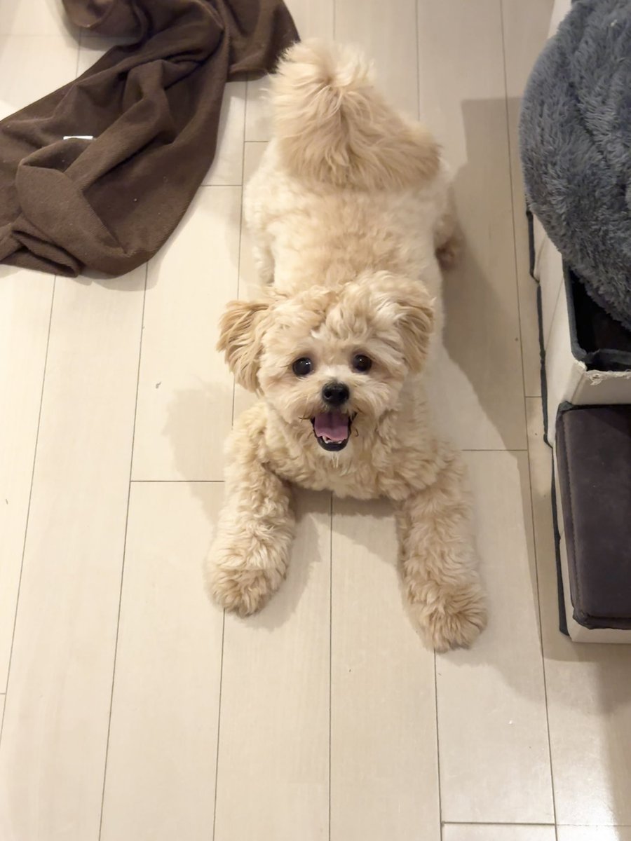 テディベアにしか見えないぬかづけ🧸