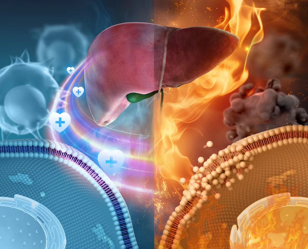 ActaPharmSinB's tweet photo. 📢2024 #Issue9 🔔Online Now🎀Cover Story: Targeting #HMOX-1 in #Kupffer cells may effectively reduce acute #liver #injury caused by #heat #stroke, providing a new direction for future therapeutic interventions. From Dr. Ping @ZJU_official; @ELSpharma.
https://t.co/4nxorMfCQV. https://t.co/r9184Xdn17