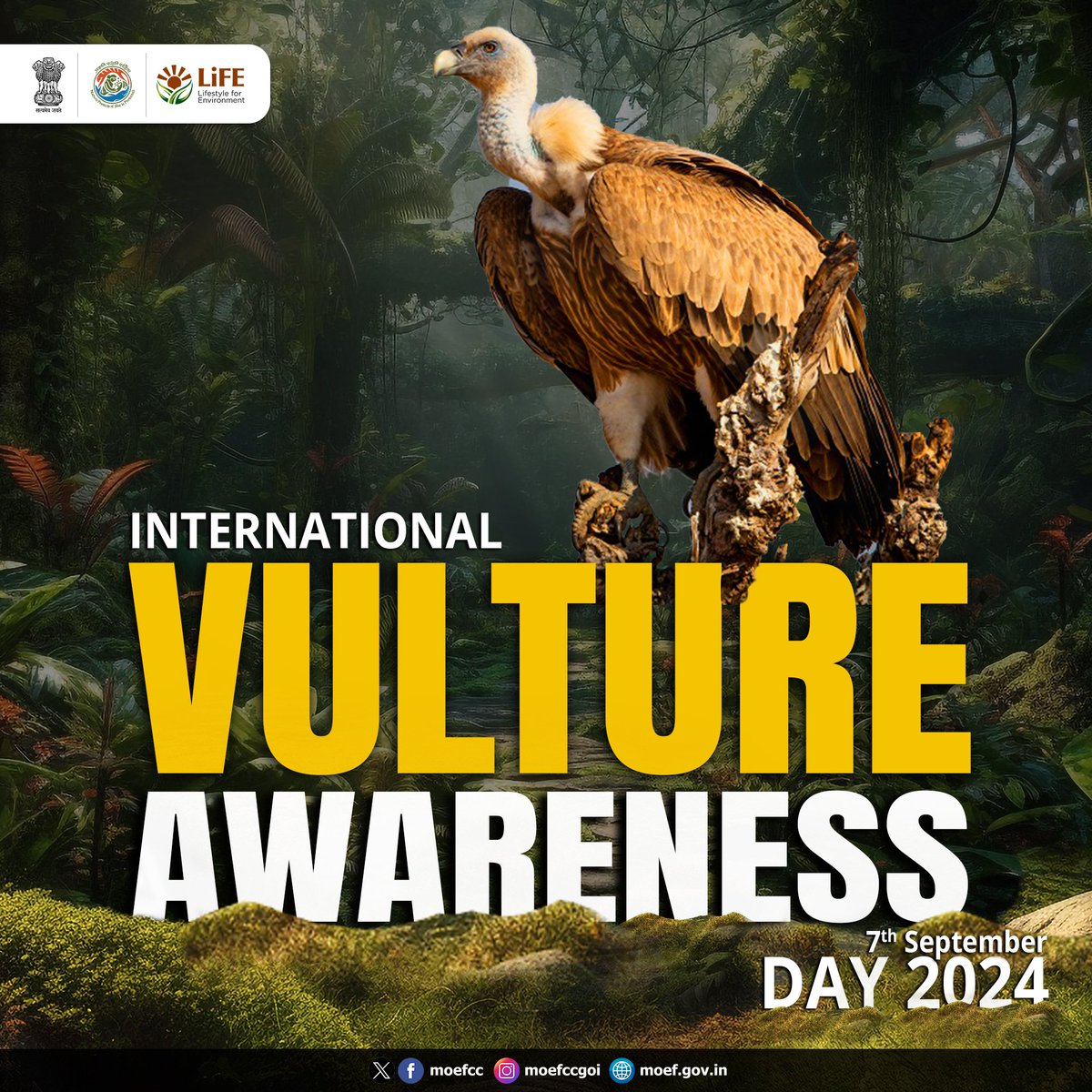 On International Vulture Awareness Day, let’s appreciate these majestic birds for their role in maintaining ecological balance and support their conservation efforts.

#VultureAwarenessDay #InternationalVultureAwarenessDay