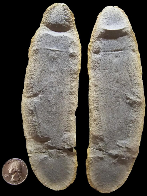 ESCONI's tweet photo. Fossil Friday #229: Tullymonstrum gregarium #fossils #paleontology #MazonCreek #FossilFriday #statefossil #tully #tullymonster
https://t.co/ERYmeb6PeC https://t.co/aXvHBhubpS