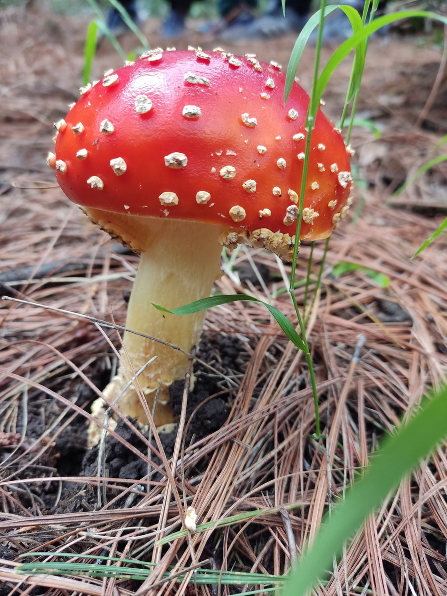 Fungi_Cosas tweet media