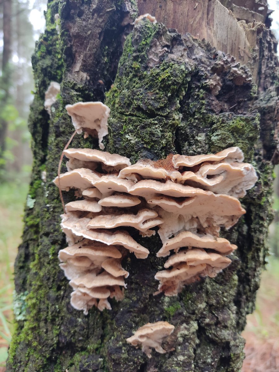 Fungi_Cosas tweet media
