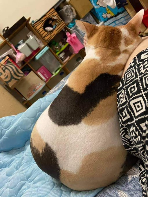 Pets 🐈🐕‍🦺🐇🐦 Fess tweet media
