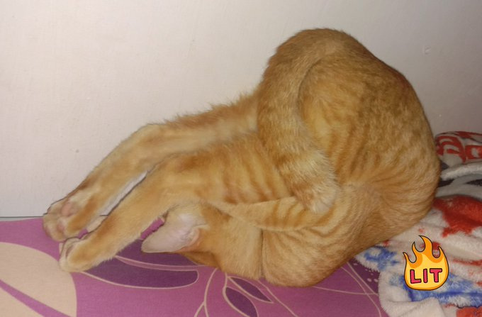 petsfess's tweet photo. pets! Pap pose tidur majikan kalian yg paling ajaib dong 😭 https://t.co/T2uW7pofYf