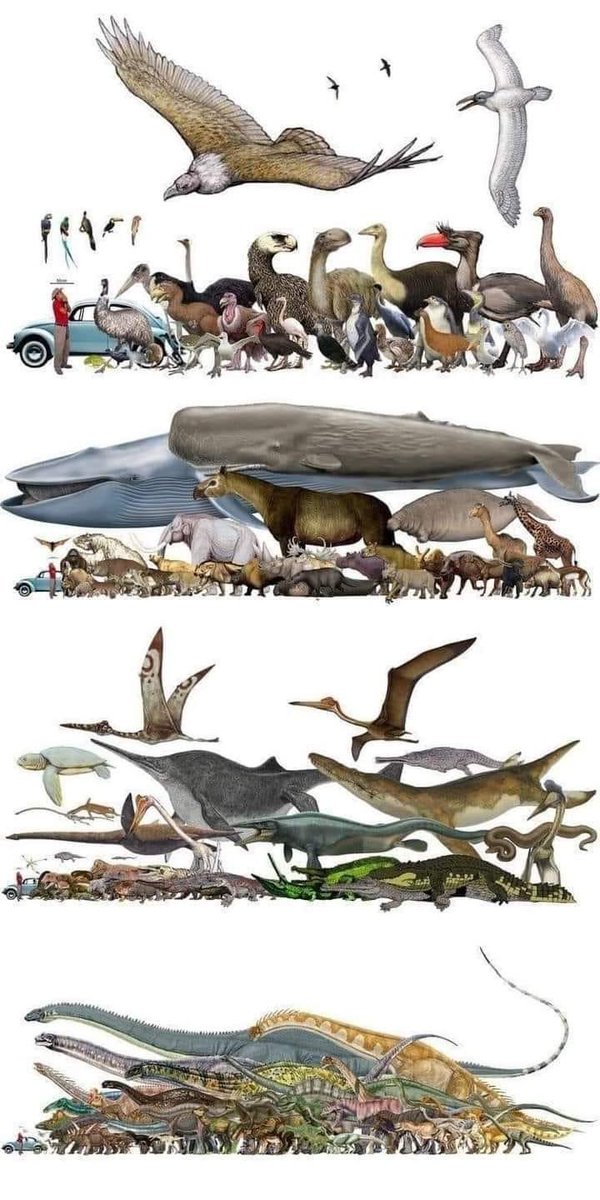 InformaCosmos's tweet photo. Comparativo del ser humano con el tamaño de algunos dinosaurios, animales prehistóricos ya extintos y otros animales. https://t.co/8lVm0bWzBH