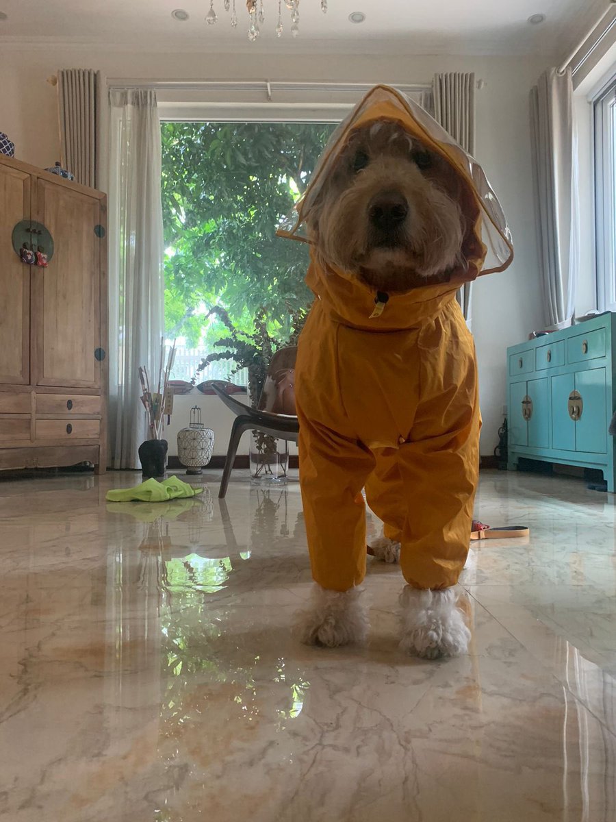 CanEmbVietnam's tweet photo. #StayDryInStyle ☔️
Canadian Embassy’s favourite pal Chewy is prepared for #TyphoonYagi. https://t.co/dyaFTSbUcu