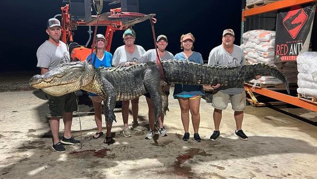 Cazan uno de los caimanes más grandes jamás vistos en Misisipi dlvr.it/TCx6ss