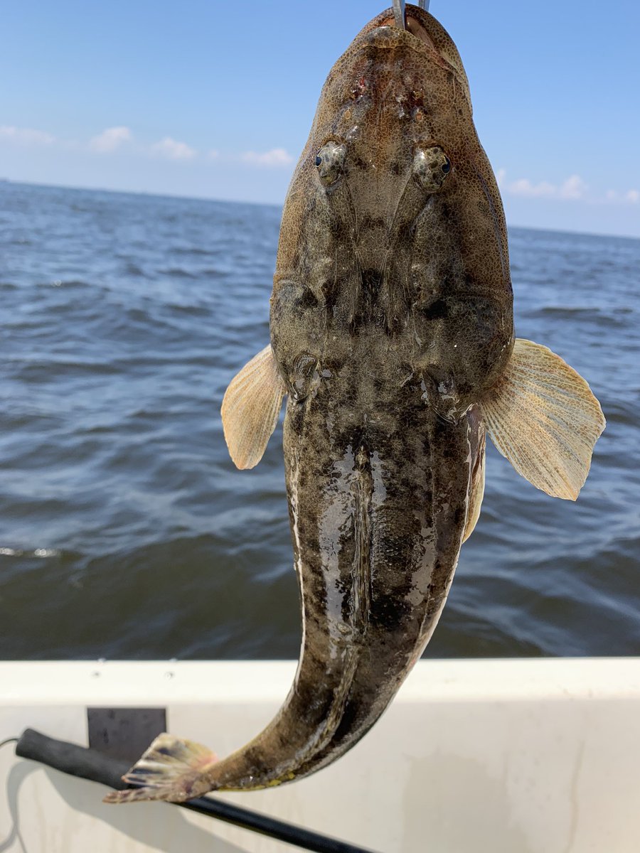 青物は不在...

マゴチのみGET🐟

#東京湾
