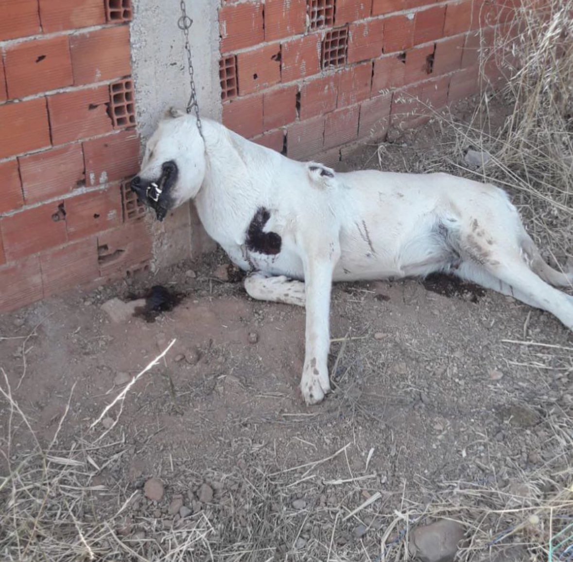 alwaysanimals34's tweet photo. Hangi canlı böyle ölmeyi hak ediyor ? Çalmadılar , istismar etmediler , şiddet uygulamadılar ama algılara kurban gittiler . Türkiyenin dört bir yanında canice katlediliyorlar . Bu vahşeti yaşatanlar sokaklarda … Soruyorum kim güvende ? Bu yasa çözüm değil sadece ölüm . Üretim ve üreme devam ediyor . Bu yasayı iptal edin @AYMBASKANLIGI Sn üyeleri .
