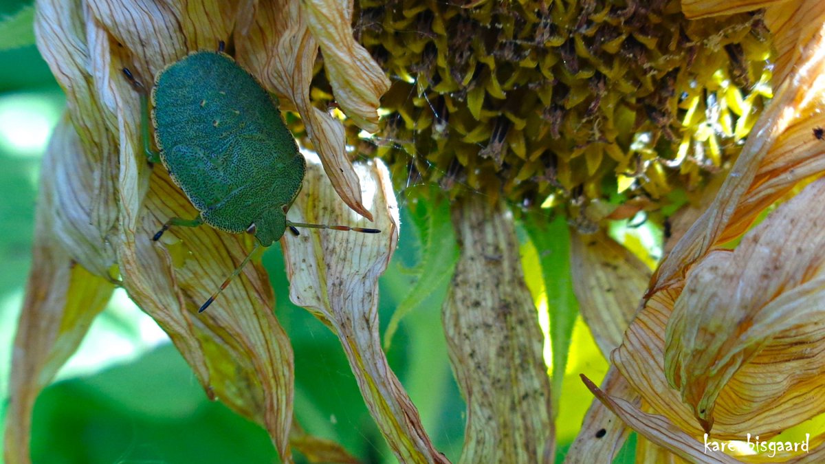 KarenBisgaard1's tweet photo. https://t.co/RTuq2qwic0
#shieldbug #greenbug #bug #decaying #sunflower #naturephotography https://t.co/mhgrVSOdJ1