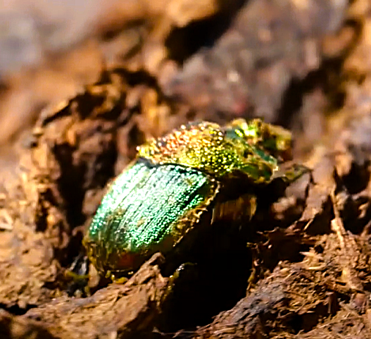 evasurga's tweet photo. WITHOUT CONTEXT
Shinzon ◀️▶️ Scarab
#DungClone #DungBeetle #ShinyDay https://t.co/yz1eEpF0pe