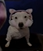 HailojaForever's tweet photo. avance?? #memes #HAILOJA #CLIPS #CAPTURA https://t.co/bRKjguD1si