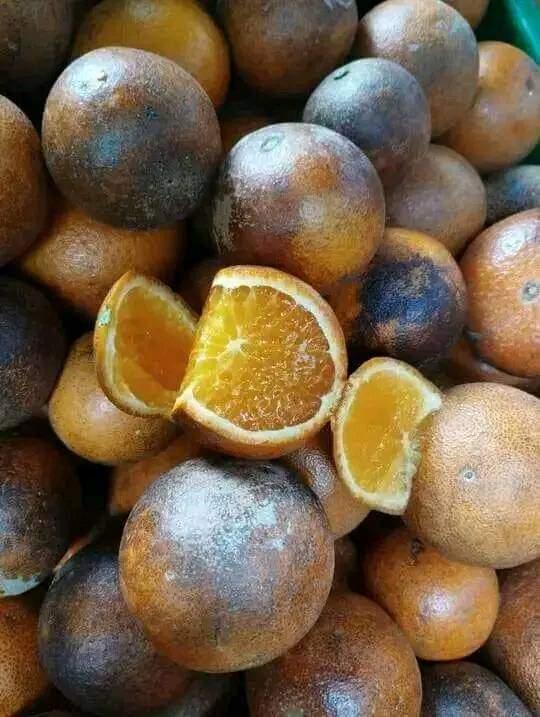 Why are these oranges the sweetest?